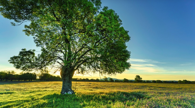 Who Buys Ash Trees In Cewntral New York